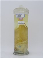 藏品(正龍占)的圖片